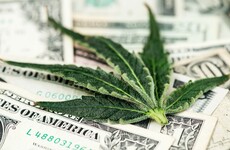 Your evening longread: How the 'Apple of pot' failed