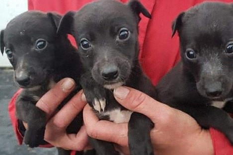 Three of the dogs which were seized.