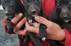 Garda investigation launched after dogs worth €5k found in the back of a van