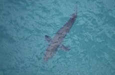 Surfer killed in shark attack off eastern coast of Australia