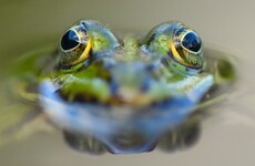 Fossil of 2 million-year-old frog found in Argentina