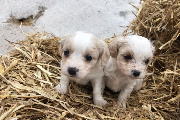 done deal puppies limerick