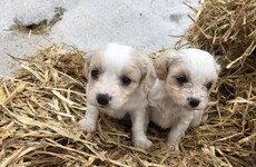 Appeal after 14 dogs stolen from house during burglary