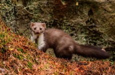 Pine martens could be solution to saving red squirrels in urban areas