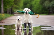 Thundery showers bring risk of spot flooding today