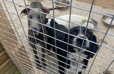 22 dogs seized by gardaí during searches at three addresses in Co Cork
