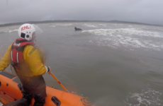 Runaway horse rescued by RNLI off the coast near Bundoran