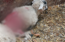 Gardaí issue warning after nearly 50 reports of dogs attacking livestock since March
