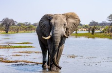 Investigation underway after hundreds of elephant carcasses discovered in Botswana