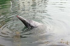 A beaked whale has been spotted trapped in Wicklow harbour