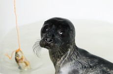 'Wetsuit mums' bring comfort to dozens of orphaned seal pups in Co Wexford
