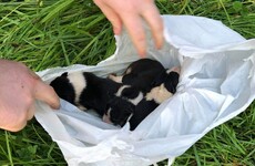 'Disturbing': Three newborn puppies found dangling over river in plastic bag