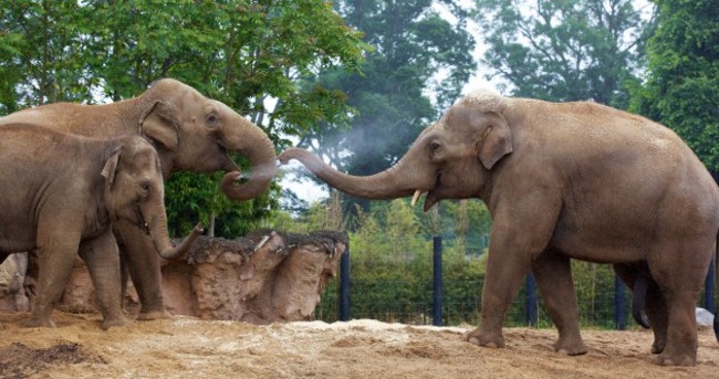 PHOTOS: Dublin Zoo's new elephant is the largest animal in the zoo