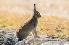 Deadly virus reemerges across rabbit and hare populations in four counties