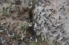 Flying ant season is back - here's why the insects will be swarming about for the next few weeks