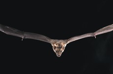 Bats’ genes can help them fight off coronaviruses, study suggests