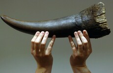 Limerick man jailed in US for trafficking endangered rhino horns