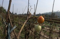 Floods, drought and natural disasters already threatened food security in Nepal, then coronavirus came