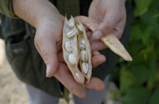 Opinion: Homegrown seed is the kernel of a food revolution