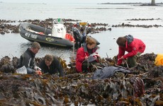 Kelp found off coast of Ireland, France and Scotland has 'survived since last ice age 16,000 years ago'