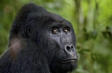 Man who killed Uganda gorilla Rafiki jailed for 11 years