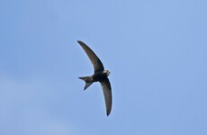 Sitdown Sunday: The mysterious life of the birds who never come down