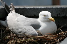 Minister for Heritage welcomes prosecution of men found shooting herring gulls
