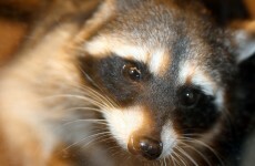 Woman chased and attacked by raccoons