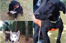 Gardaí launch appeal to trace owners as 10 suspected stolen dogs recovered
