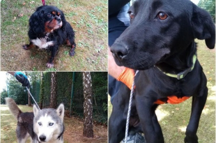 done deal puppies limerick