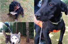 Stolen to breed: Criminals stealing thoroughbred dogs 'to make quick cash' by breeding them
