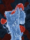 Pics: 11 curious close-ups of scientific images