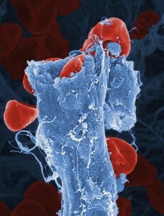 Pics: 11 curious close-ups of scientific images
