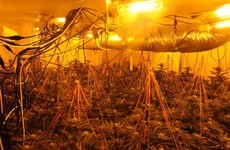 Gardaí in Leitrim discover grow house with €240,000 worth of cannabis plants