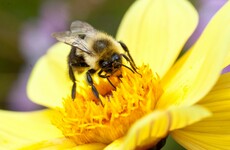 Quiz: How much do you know about bees?