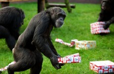 Five chimps escape from German zoo, young girl hurt