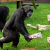 Five chimps escape from German zoo, young girl hurt