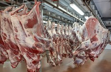 'All sorts of a mess': Dáil Covid committee hears from trade unions about meat plant workers' 'tale of woe'