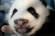 Baby panda dies of pneumonia at Tokyo zoo