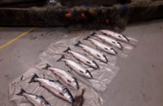 Shots fired as patrol officers discover illegal salmon fishing on River Suir