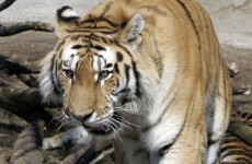 Man mauled to death in tiger attack at Danish zoo