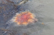 Lion's Mane jellyfish spotted on Irish beaches as annual numbers rise