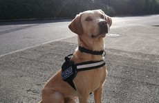 Detector dogs Bailey and Sam help seize €49,600 worth of cannabis at Dublin Parcel Hub