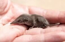Quiz: How much do you know about these small mammals?