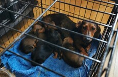 Gardaí seize 32 stolen dogs following searches in Swords