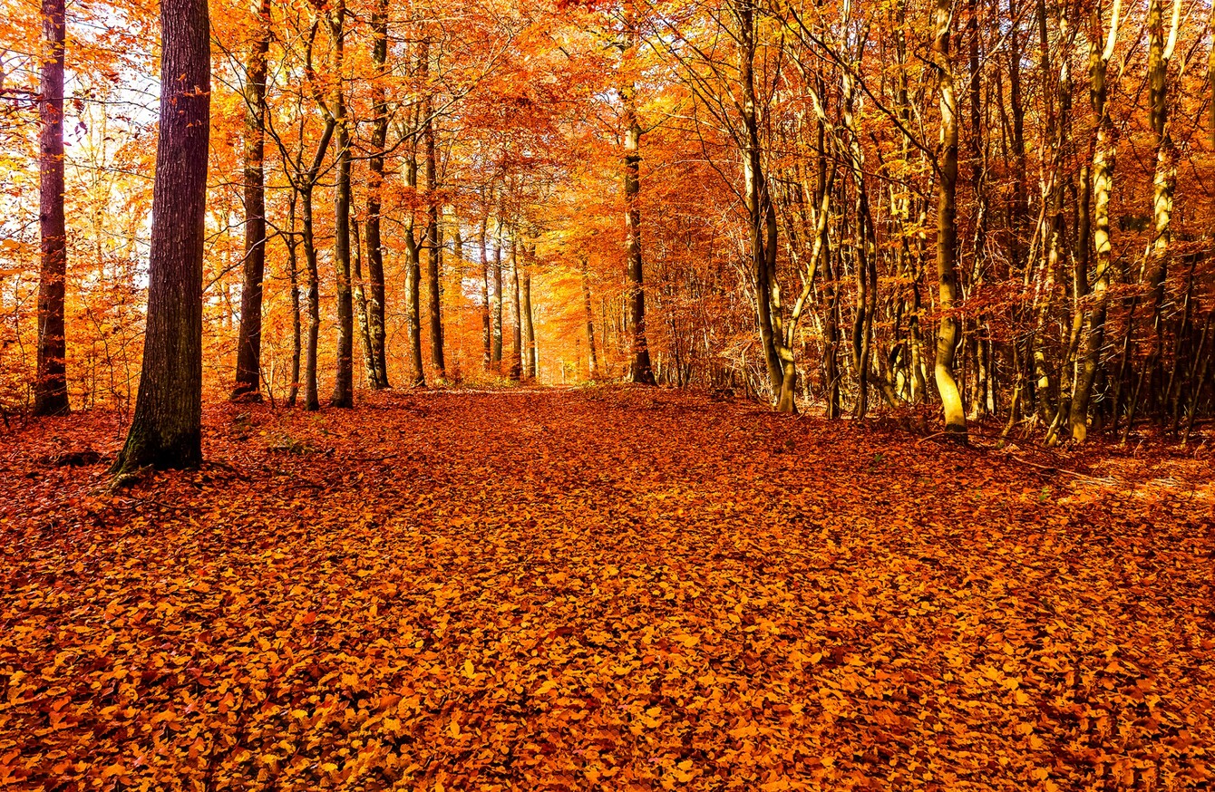 Poll When does autumn start...it's tomorrow, right? · TheJournal.ie