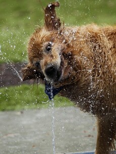 Dog Having a Drink Pic of the Day