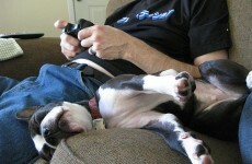 New Zealand vets treat large number of stoned pets