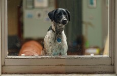 Numbers of dogs being surrendered rising again with return to work and school