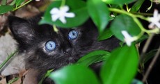 It's Friday (the 13th)! So here's a slideshow of black cats and kittens from around the world
